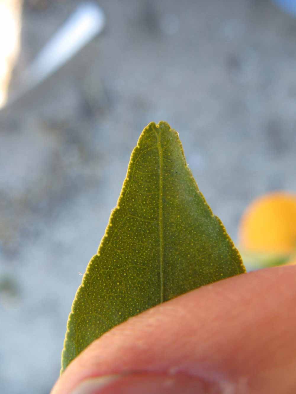              Margin (Winter Haven, FL)       